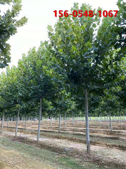 3a560e8cc848de5e68bdb2da3decd749_副本